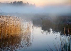 Nebel am See von BMac