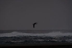 Kormoran im Sturm