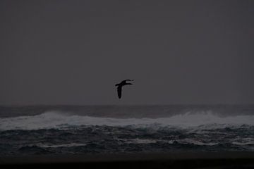 Un cormoran dans la tempête sur Kai Müller