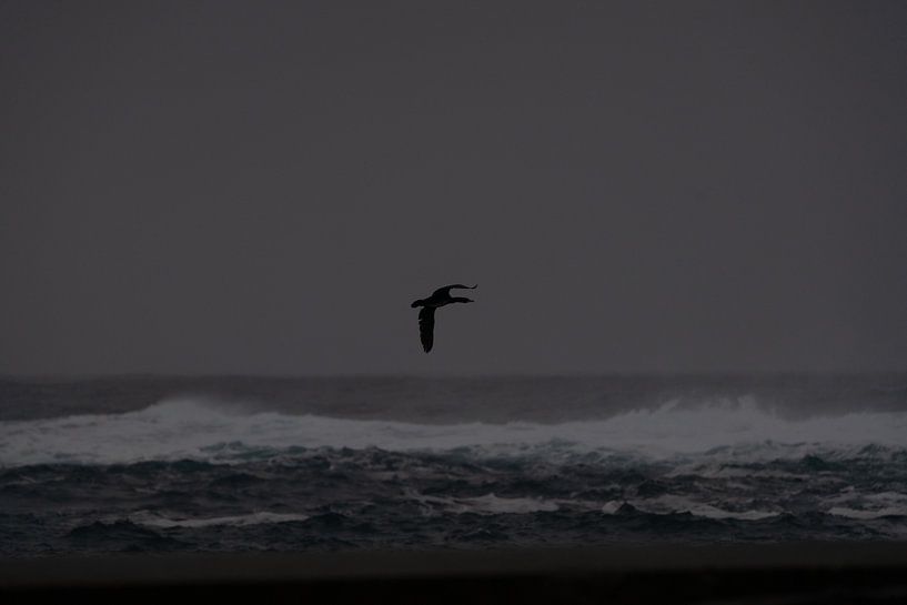 Kormoran im Sturm von Kai Müller