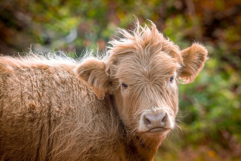 Unschuldiger schottischer Highlander von Fotografie door Geert-Jan