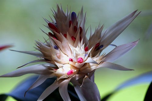 Bloemen 8
