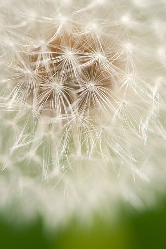 Paardenbloempluisjes