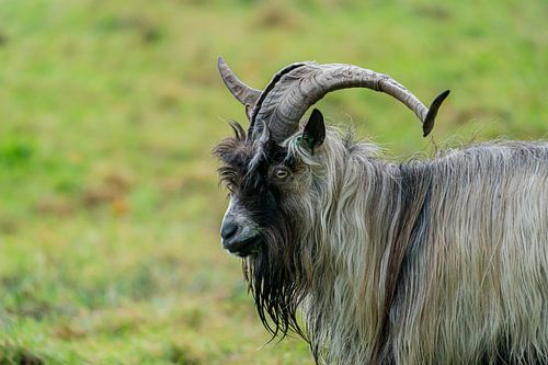 Grey goat