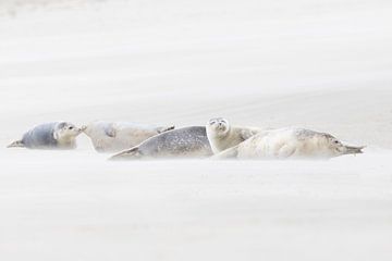 Rustende Gewone zeehonden van Marcel Klootwijk