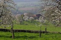 Bloesems in Cottessen, heuvelland Zuid-Limburg