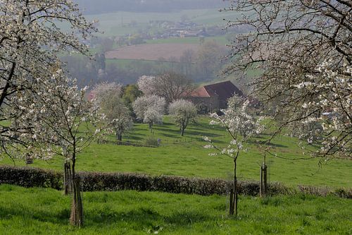 Bloesems in Cottessen, heuvelland Zuid-Limburg