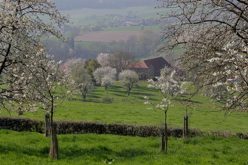 Bloesems in Cottessen, heuvelland Zuid-Limburg by Ton Reijnaerdts