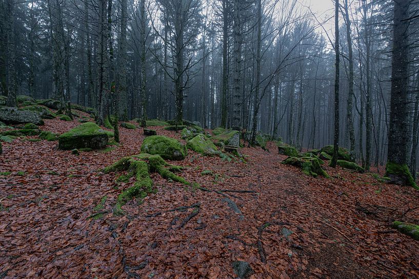 Deutschland - Schwarzwald - Günterfelsen von Shooting-Art