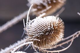 De distel in ijs gevangen