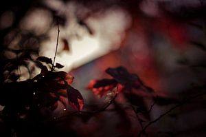 Le feu de l'automne