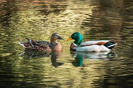Schwimmende Enten im Teich von Raphotography
