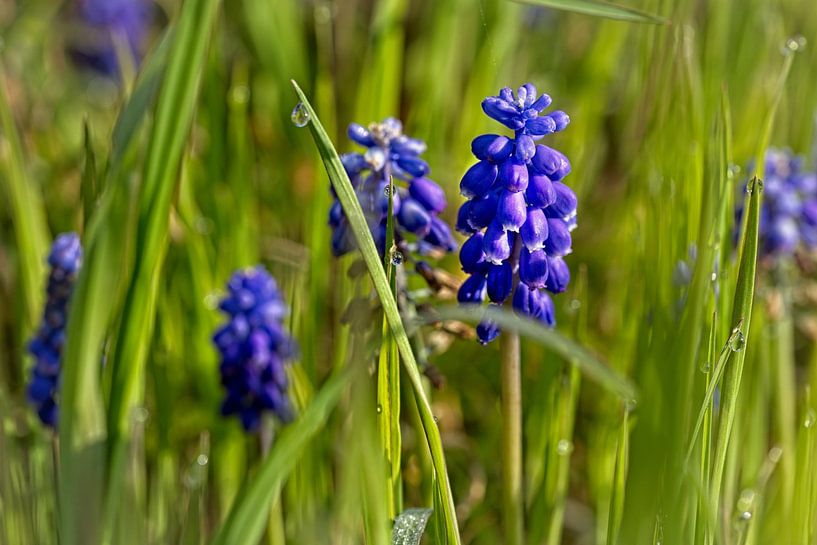 Blue Grape by Rob Boon