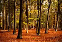 Autumn in the forest
