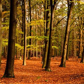 Der Herbst im Wald von Marian Roest