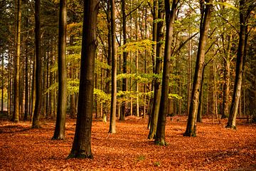 L'automne dans la forêt sur Marian Roest