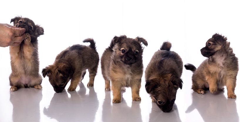 Panorama eines Chihuahua-Welpen von Leoniek van der Vliet
