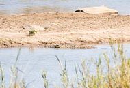 Crocodile in South Africa by Eveline van Beusichem thumbnail