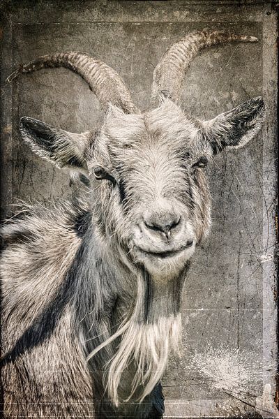 Goat by Freddy Hoevers