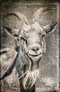 Goat by Freddy Hoevers thumbnail
