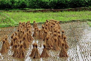 Reed stems China by Inge Hogenbijl