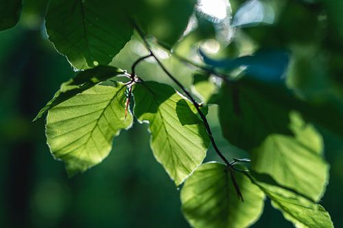 Blätter im Sonnenlicht