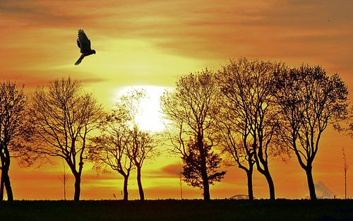 Avondlicht met roofvogel