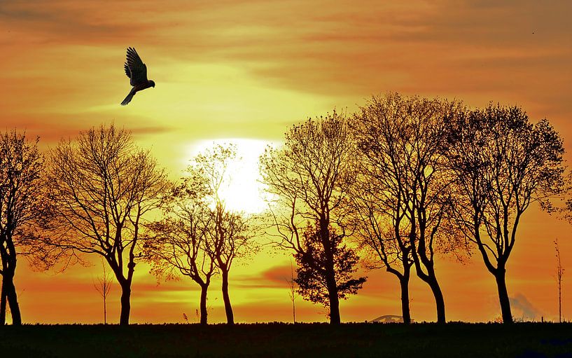 Avondlicht met roofvogel van Edgar Schermaul