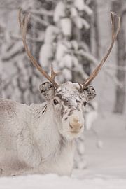 Super süße und weiche Rentiere im Schnee von Monique van Genderen (in2pictures.nl fotografie)