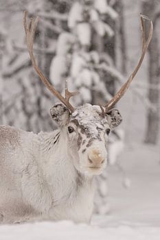 Super cute and soft reindeer in the snow