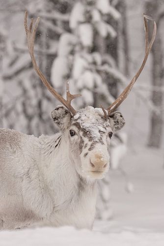 Super cute and soft reindeer in the snow by Monique van Genderen (in2pictures.nl fotografie)