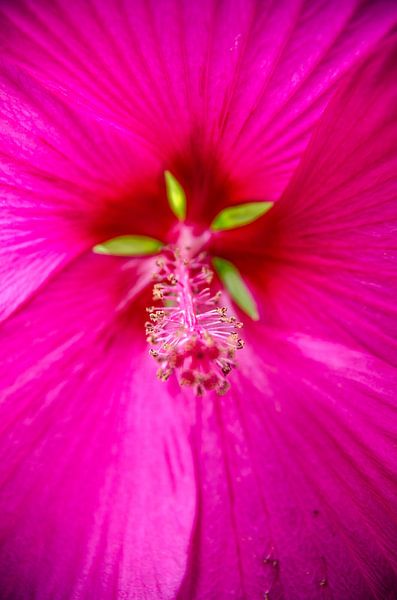 flower by Bjorn van Geijn