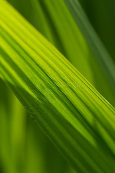 Grassline by QEIMOY