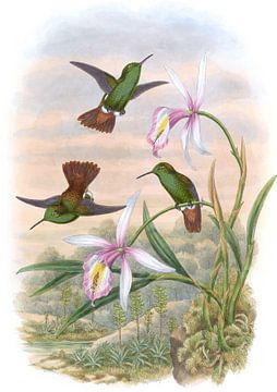 Koper-staart Amazili, John Gould van Hummingbirds