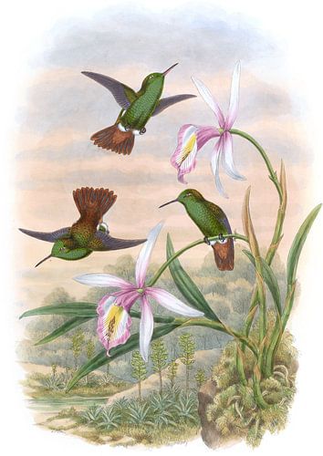Kupferschwanzer Amazili, John Gould