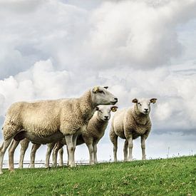 Wie is het schaap met de 5 poten von Marnefoto .nl