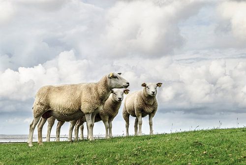 Wie is het schaap met de 5 poten