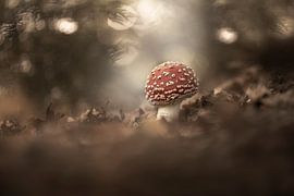 Pilz-Märchen von Marijke de Haze