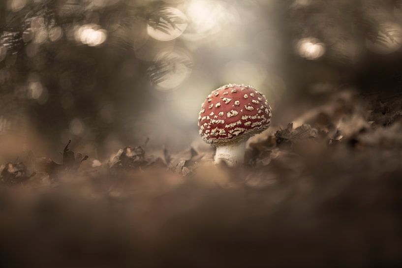 Pilz-Märchen von Marijke de Haze