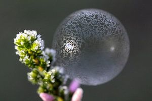 Bulle surgelée