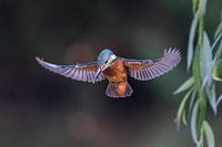 Praying Kingfisher in beautiful light