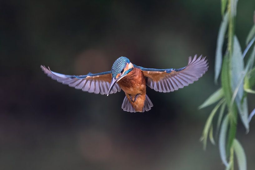 Praying Kingfisher in beautiful light by Robbie Nijman