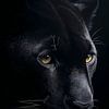 Zwarte Panter Portret – Fine Art Wildlife Fotografie van Exclusive Photos by Erwin Floor
