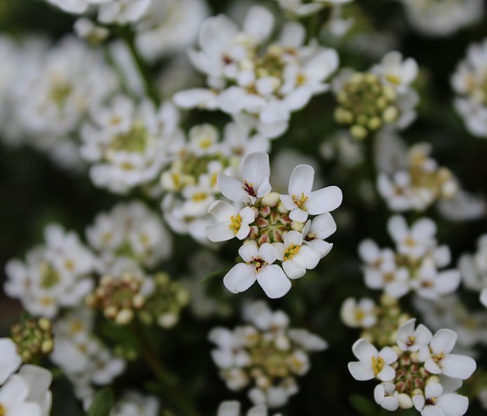 sensation white by N.G Knijn