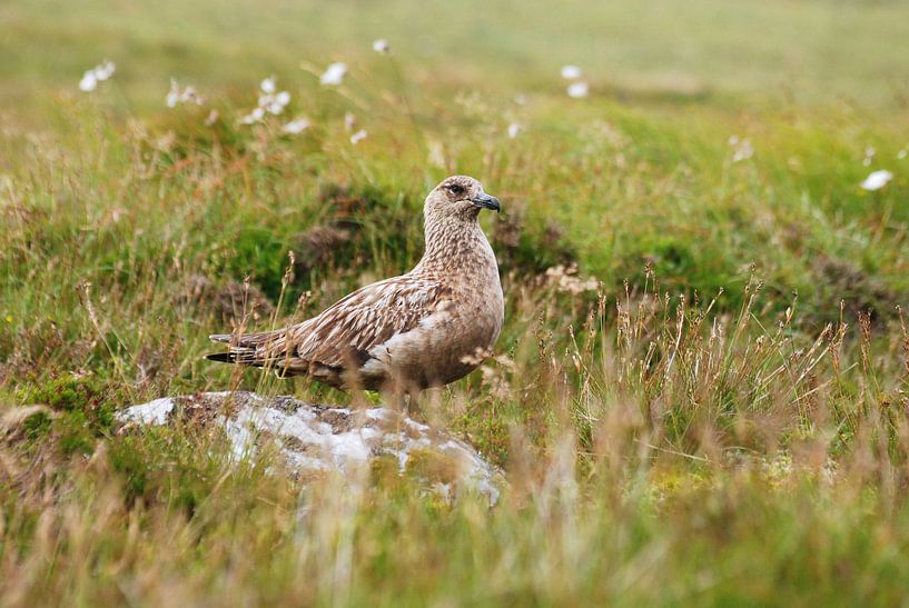 Grote jager (Stercorarius skua)  par Margreet Frowijn