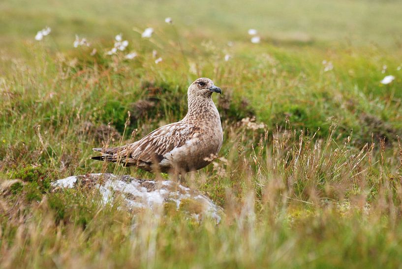 Grote jager (Stercorarius skua)  van Margreet Frowijn