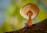 Ein wunderschöner Pilz, der Buchen-Schleimrübling