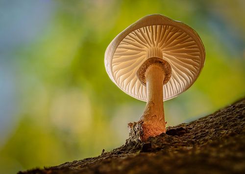 Een mooie paddenstoel, de beuken slijmerige ruches