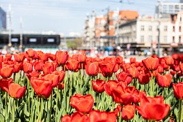tulpen op Rynek in Katowice van Eric van Nieuwland
