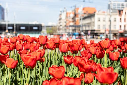tulpen op Rynek in Katowice